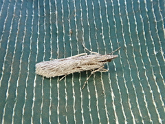 Scoparia indistinctalis
