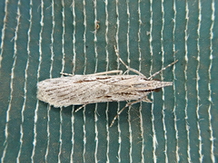 Scoparia indistinctalis
