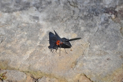 Pyrrhopyge charybdis
