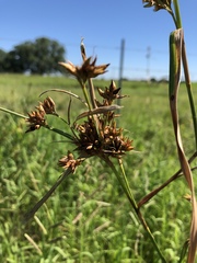 Rhynchospora indianolensis