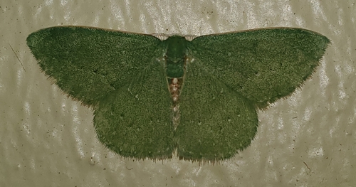 Omphacodes delicata