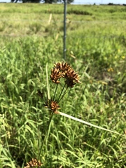 Rhynchospora indianolensis