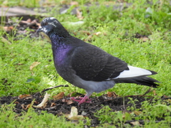 Columba livia domestica