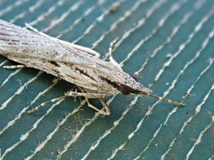 Scoparia indistinctalis