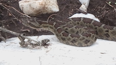 Crotalus aquilus