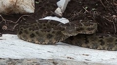 Crotalus aquilus