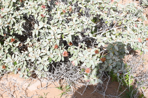 Diplolaena grandiflora, photograph 2