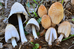 Coprinellus flocculosus image