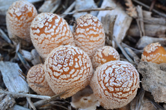 Coprinellus flocculosus image