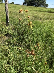 Rhynchospora indianolensis