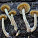 Simocybe centunculus - Photo (c) Christian Schwarz, algunos derechos reservados (CC BY-NC)