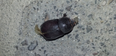 Oryctes nasicornis grypus