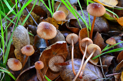 Mycena californiensis image