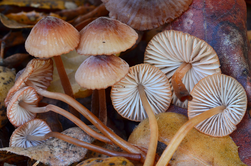 Mycena californiensis
