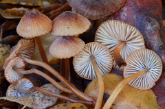 Mycena californiensis image