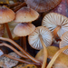 California Mycena - Photo (c) Christian Schwarz, some rights reserved (CC BY-NC), uploaded by Christian Schwarz