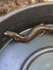 Stereochilus marginatus