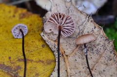 Marasmius pallidocephalus image