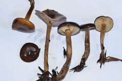 Pseudoclitocybe cyathiformis image