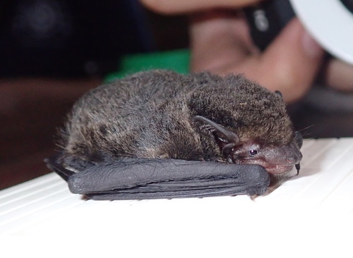 Endo's pipistrelle (Pipistrellus endoi) — Near Threatened Mammalia