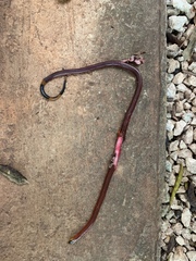 Micrurus diastema alienus