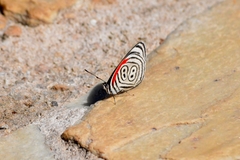 Diaethria eluina