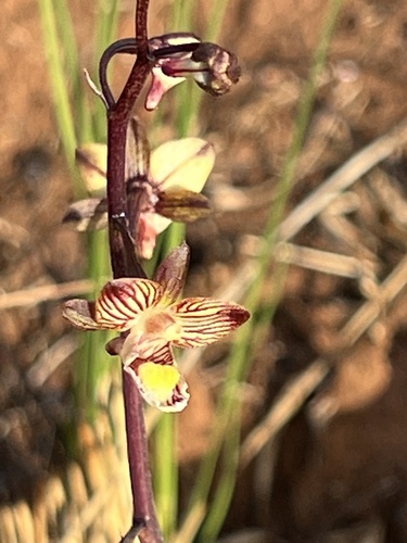Image of Eulophia clitellifera by (c) higgy, some rights reserved (CC BY-SA)