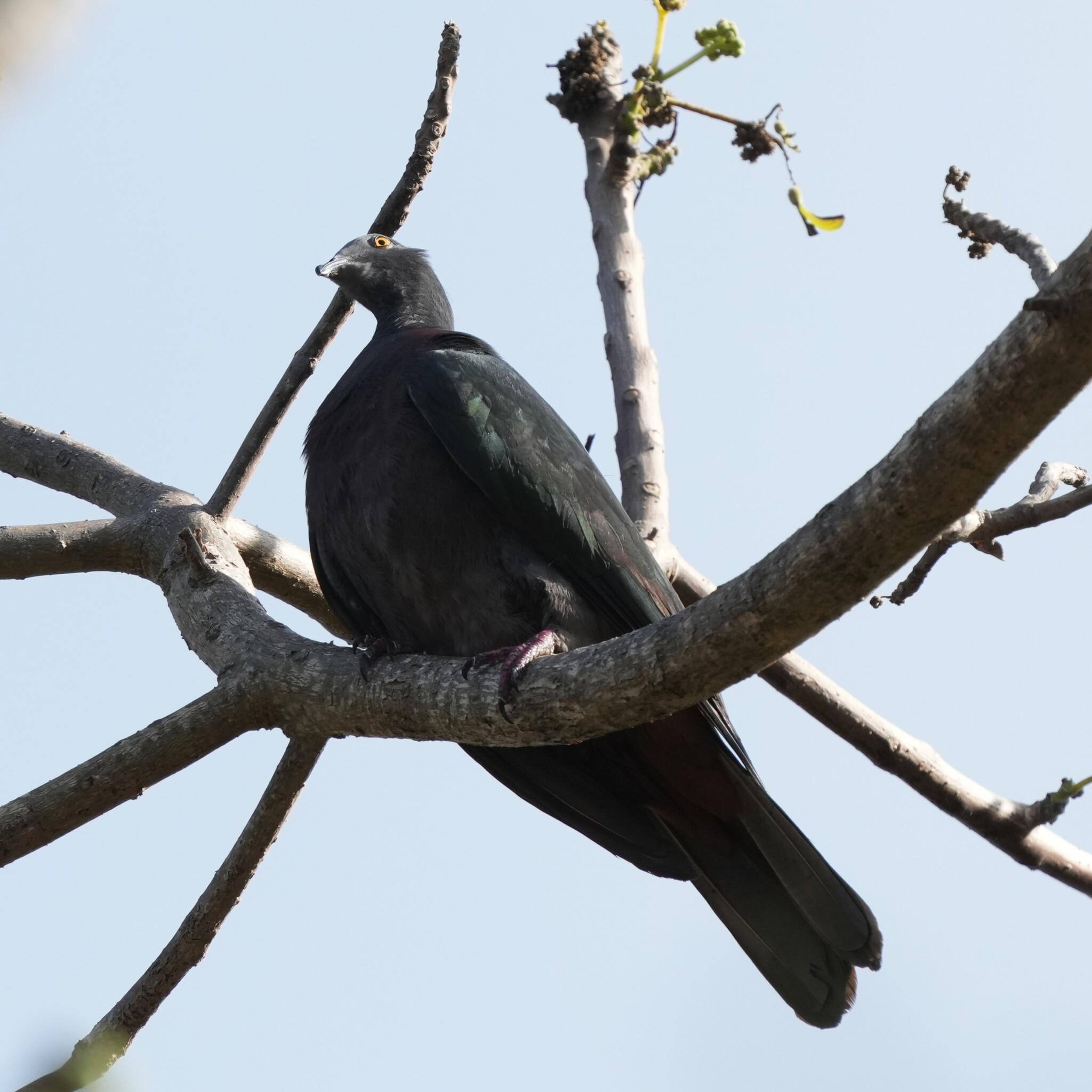Christmas Island Imperial-Pigeon illustration