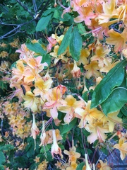 Rhododendron calendulaceum