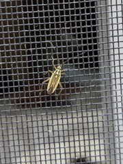 Leptopterna dolabrata