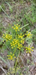 Lomatium dissectum