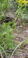 Lomatium dissectum
