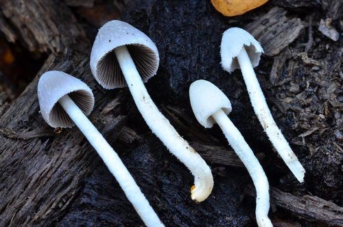 Representative image of Coprinopsis marcescibilis