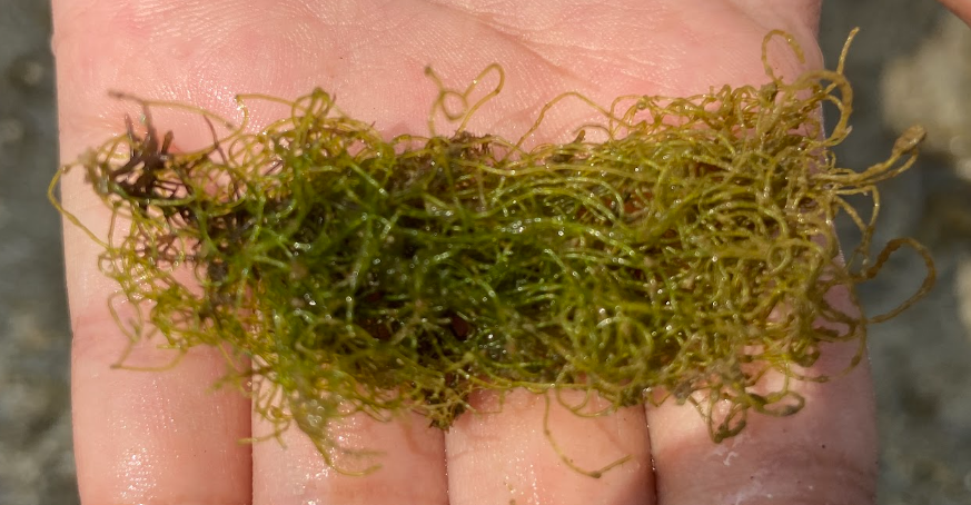 Chaetomorpha crassa