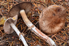 Agaricus arorae image