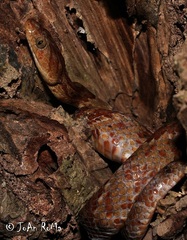 Trimorphodon paucimaculatus