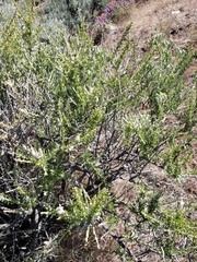 Tetradymia glabrata