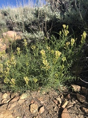 Astragalus bicristatus