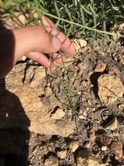 Astragalus bicristatus