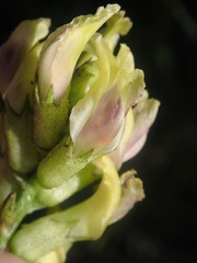 Astragalus bicristatus