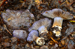 Cortinarius glaucopus image