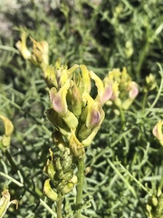 Astragalus bicristatus