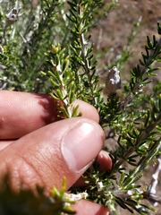 Tetradymia glabrata