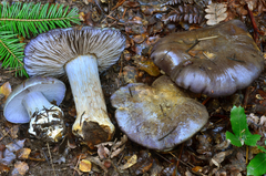 Cortinarius glaucopus image