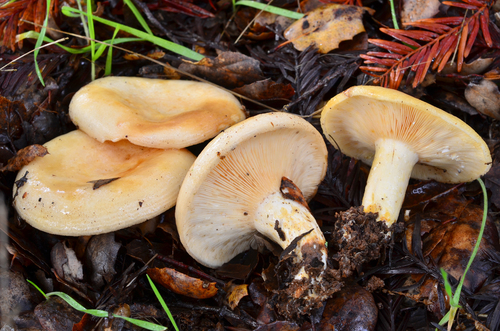 Lactarius alnicola