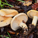 Golden Milkcap - Photo (c) Christian Schwarz, some rights reserved (CC BY-NC), uploaded by Christian Schwarz