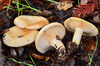 Golden Milkcap - Photo (c) Christian Schwarz, some rights reserved (CC BY-NC), uploaded by Christian Schwarz