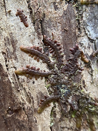 Frullania hypoleuca