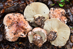 Tricholoma dryophilum image