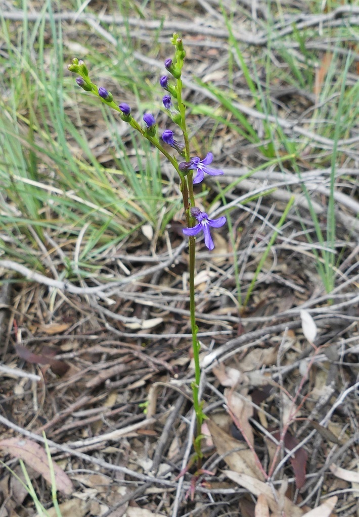 Lobelia browniana